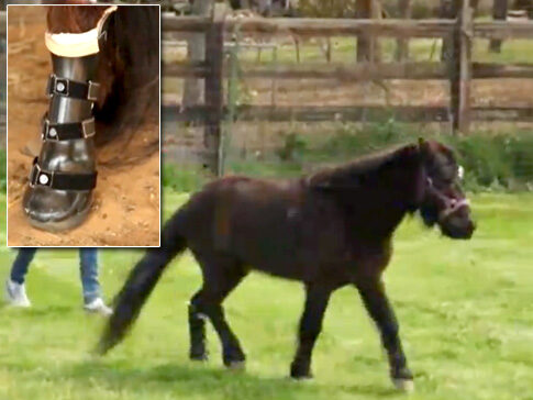 Horse Gets Prosthetic Leg [Video]